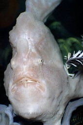 Pink grey giant frogfish (antennarius commersonii) resting on a spongy outcropping, Cannibal rock, Rinca island, Komodo national park, Indian ocean,  Asia