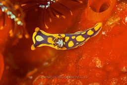 Juvenile Sagami bay tambja nudibranch (tambja cf. sagamiana), Rinca island, Komodo national park, Indian ocean,  Asia