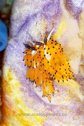 2 Mating Tsuruga bay nudbiranch (Favorinus tsuruganus) and eggs, Rinca island, Komodo national park, Indian ocean,  Asia
