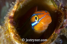Blue lined sabre tooth blenny (plagiotremus rhinorhynchos) peering out from it's home, Cannibal rock ,Rinca island, Flores sea, Indian Ocean, Indonesia, Asia
