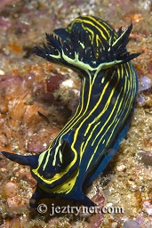Bordered Roboastra nudibranch (Roboastra luteolineata) moving along the reef wall, Cannibal rock ,Rinca island, Flores sea, Indian Ocean, Indonesia, Asia