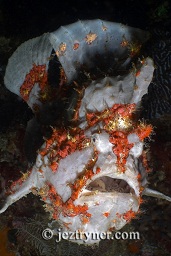 Grey and red Painted frogfish / anglerfish (antennarius pictus) , Cannibal rock ,Rinca island, Flores sea, Indian Ocean, Indonesia, Asia