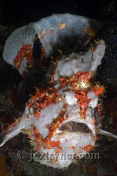 Grey and red Painted frogfish / anglerfish (antennarius pictus) , Cannibal rock ,Rinca island, Flores sea, Indian Ocean, Indonesia, Asia