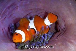 Western / false clownfish (Amphiprion ocellaris), Cannibal rock ,Rinca island, Flores sea, Indian Ocean, Indonesia, Asia