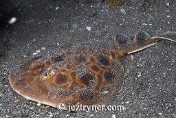 A torpedo ray / Indonesian numbfish  (Narcine sp.) on a night dive, Torpedo alley ,Rinca island, Flores sea, Indian Ocean, Indonesia, Asia