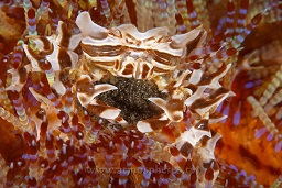 Fire urchin / zebra crab (zebrida adamsii) carrying it's eggs under it's body in it's host fire urchin , Cannibal rock, Rinca island, Komodo national park, Indian ocean,  Asia