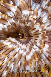 The inside of a Christmas tree worm (Sabellastarte indica), Cannibal rock ,Rinca island, Flores sea, Indian Ocean, Indonesia, Asia