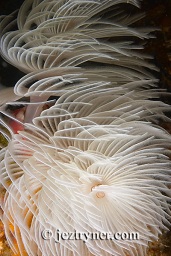 Christmas tree worm (Bispira sp.), Cannibal rock ,Rinca island, Flores sea, Indian Ocean, Indonesia, Asia
