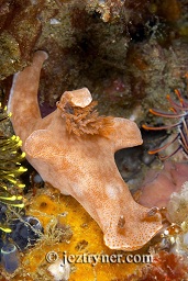 Ceratosoma nudibranch nudibranch (Ceratosoma gracillinum), Cannibal rock ,Rinca island, Flores sea, Indian Ocean, Indonesia, Asia