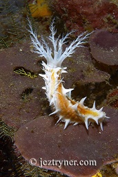 White Robust sea cucumber (Colochirus robustus), Cannibal rock, Rinca island, Komodo national park, Flores sea, Indian Ocean, Indonesia, Asia
