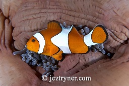 Western / False clown anemonefish (Amphiprion ocellaris), Cannibal rock, Rinca island, Komodo national park, Flores sea, Indian Ocean, Indonesia, Asia
