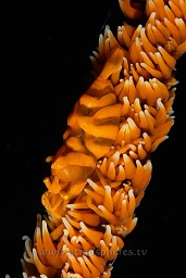 Whip partner coral shrimp (Pontonides unciger) on a whip coral, Cannibal rock, Rinca island, Komodo national park, Indian ocean,  Asia