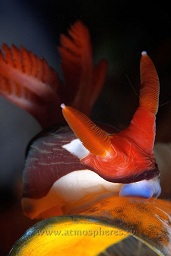 Red gilled nembrotha (nembrotha rutilans) on a golden sea squirt (polycarpa aurata), Cannibal rock, Rinca island, Komodo national park, Indian ocean,  Asia