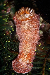 Reticulated chromodoris nudibranch (Chromodoris reticulata), Cannibal rock, Rinca island, Komodo national park, Indian ocean,  Asia