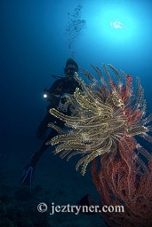 A diver checks out a featherstar attached to a Muricella sp.sea fan with anthias, Satonda island, Sumbawa, Flores sea, Indian Ocean, Indonesia, Asia