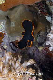 Juvenile Pinnate spadefish or batfish (Platax pinnatus) night dive, Satonda island, Sumbawa, Flores sea, Indian Ocean, Indonesia, Asia