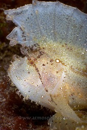 White Leaf scorpionfish (taenianotus triacanthus), Satonda island, Sumbawa, Indian ocean,  Asia