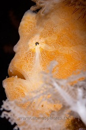 Juvenile orange giant frogfish (antennarius commersonii), Satonda island, Sumbawa, Indian ocean,  Asia