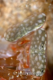 Giant spearer mantis shrimp (Lysiosquillina lisa) close up, Satonda island, Sumbawa, Flores sea, Indian Ocean, Indonesia, Asia