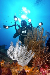 Diver with a underwater video camera filming featherstars on the reef, Satonda island, Sumbawa, Indian ocean,  Asia