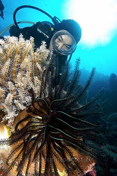 Diver (Nu) studying featherstars growing on a sponge, Satonda island, Sumbawa, Indian ocean,  Asia