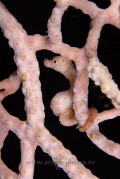 Denises' pygmy seahorse (hippocampus denise), Satonda island, Sumbawa, Indian ocean,  Asia