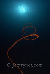 A spiraling whip coral reaches for the sky, Sangeang island, Sumbawa, Flores sea, Indian Ocean, Indonesia, Asia