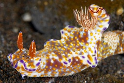 Ceratasoma nudibranch (Ceratasoma tenue) on the black sand bottom, Sangieng island, N.Sumbawa, Indian ocean,  Asia