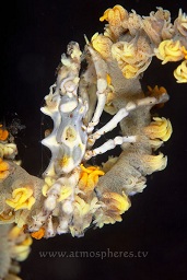 Black coral Xeno crab (xenocarcinus tuberculatus) , Sangieng island, N.Sumbawa, Indian ocean,  Asia