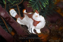 Clown anglerfish / frogfish (Antennarius maculatus) hiding under a featherstar, Sangieng island, N.Sumbawa, Indian ocean,  Asia