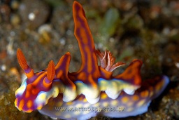Magnificent Ceratasoma nudibranch (Ceratosoma magnificum), Sangiang island, Sumbawa, Indian ocean,  Asia
