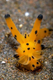 Thecacera nudibranch (Thecacera spp.), Sangieng island, N.Sumbawa, Indian ocean,  Asia