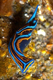 Swallowtail Chellidonura nudibranch (Chelidonura hirundinina.), Sangieng island, N.Sumbawa, Indian ocean,  Asia