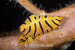 Soft coral tiger cowrie (Crenavolva tigris) , Sangeang island, Sumbawa, Flores sea, Indian Ocean, Indonesia, Asia