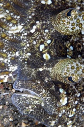 An unusual view of a peacock flounder (Bothus mancus), Sumbawa surprise, Sumbawa, Flores sea, Indian Ocean, Indonesia, Asia