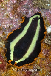 Polyclad flatworm (Pseudoceros dimidiatus), Sumbawa wall, Sumbawa, Flores sea, Indian Ocean, Indonesia, Asia