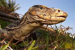 A large monitor lizard stalks through the bushes as a surfer walks past in the background, Pulau Perhentian, South China sea, Penninsular Malaysia, Asia