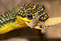 One of the local snakes found eating a chicha (small gecko), Pulau Perhentian, South China sea, Penninsular Malaysia, Asia