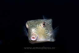 Rhino boxfish (ostracion rhinorhynchus) hovering over the reef , Temple of the sea, Pulau Perhentian, South China sea, Penninsular Malaysia, Asia