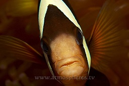 An inquisitive Clarks anemonefish stares into the lens, Twin rocks, Pulau Perhentian, South China sea, Penninsular Malaysia, Asia