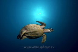 A hawksbill turtle swims around the rocks in search of food at Twin rocks, Pulau Perhentian, South China sea, Penninsular Malaysia, Asia