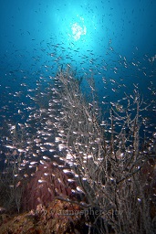 Glassfish surround the sponges and corals at Twin rocks, Pulau Perhentian, South China sea, Penninsular Malaysia, Asia