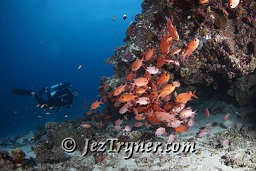 Divers swim past white tipped soldier fish (Myripristis vittata) under an overhang, Rasdhoo Kandu, Rasdoo atoll, Maldives, Indian ocean, Asia