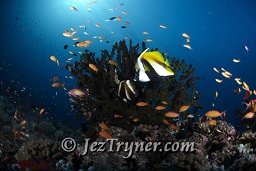 A pair of masked bannerfish (Heniochus monoceros) amidst swirling Anthias and multi coloured reef fish create an amazing reef scene, Rasdhoo Kandu, Rasdoo atoll, Maldives, Indian ocean, Asia
