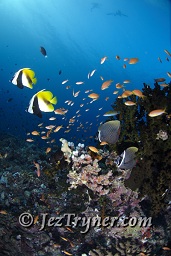 A pair of masked bannerfish (Heniochus monoceros) amidst swirling Anthias and multi coloured reef fish create an amazing reef scene, Rasdhoo Kandu, Rasdoo atoll, Maldives, Indian ocean, Asia