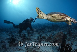 A photographer photos a very relaxed Hawksbill turtle  (Eretmochelys imbricata) as it swims slowly down the wall, Gengahi beru faru, North Ari Atoll, Maldives, Indian ocean, Asia