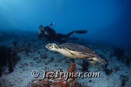 A photographer photos a very relaxed Hawksbill turtle  (Eretmochelys imbricata) as it swims slowly down the wall, Gengahi beru faru, North Ari Atoll, Maldives, Indian ocean, Asia