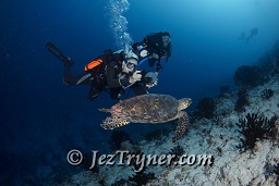 Divers photo a very relaxed Hawksbill turtle  (Eretmochelys imbricata) as it swims slowly down the wall, Gengahi beru faru, North Ari Atoll, Maldives, Indian ocean, Asia