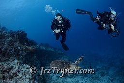 Divers photo a very relaxed Hawksbill turtle  (Eretmochelys imbricata) as it swims slowly down the wall, Gengahi beru faru, North Ari Atoll, Maldives, Indian ocean, Asia