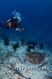 A photographer photos a very relaxed Hawksbill turtle  (Eretmochelys imbricata) as it swims slowly down the wall, Gengahi beru faru, North Ari Atoll, Maldives, Indian ocean, Asia